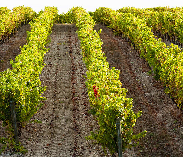 Vignes de Gaillac